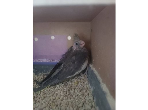 Yavru Sultan Papağanı