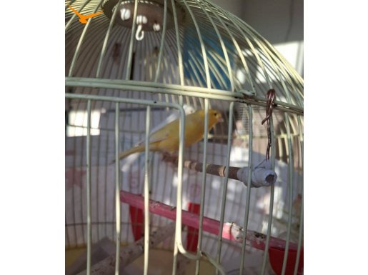 Kaçmaz Fırsat Kanaryalar