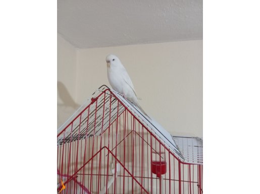 Hazır eşe atmalık 1.5 yaşında dişi ve erkek kuş