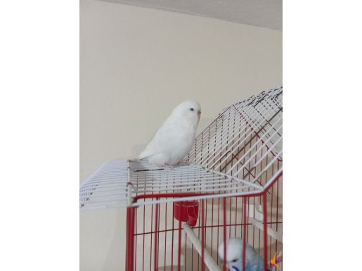 Satılık hazır eşe atmalık