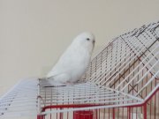 Satılık hazır eşe atmalık