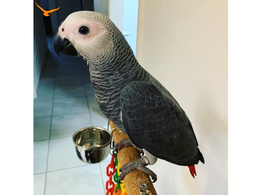 HOBİCİ DEN KONGO KIRMIZI KUYRUK JAKO 