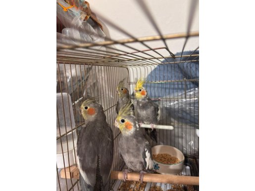 2 Erkek 2 Dişi Sultan Papağanı / KONUŞKAN