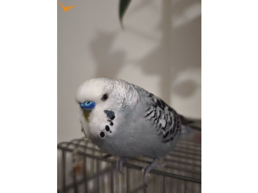 Eğitimli & Konuşan Erkek Muhabbet Kuşu + Full Kafes Seti