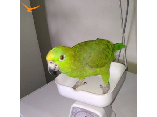 SARİ TAÇLI AMAZON PAPAĞANI FULL EVCİL 