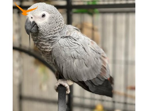 FULL EĞİTİMLİ 6 AYLIK EL BESLEME 