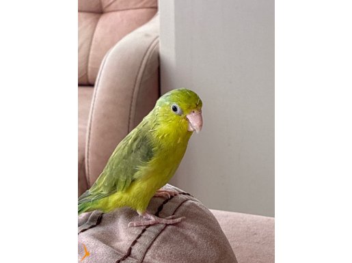 Dişi Forpus Papağanı
