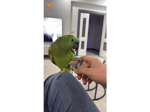 BLUE FRONT AMAZON KONUŞAN 