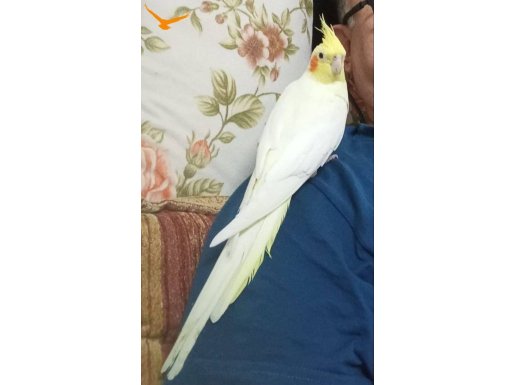 2 yaşında dişi sultan papağanı