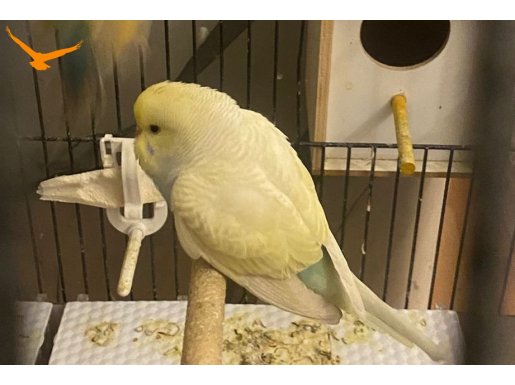 Sahiplendirme yavru muhabbet kuşu