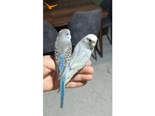 Yeni yeme düşmüş yavrular 