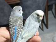 Yeni yeme düşmüş yavrular 