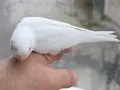 Yeni yeme düşmüş yavrular