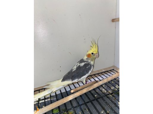 TAKIM SULTAN ÇOK İYİ