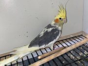 TAKIM SULTAN ÇOK İYİ