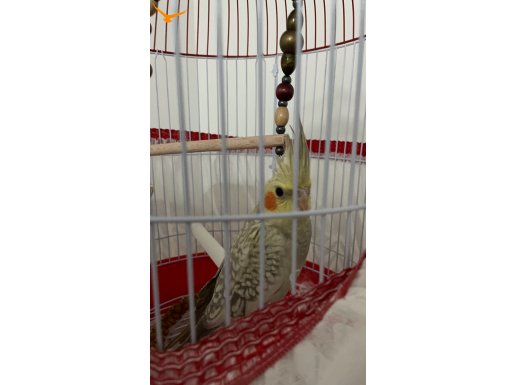 Satın alalı 32 saat oldu . 2 yaş Oğlum istemişti ama