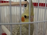 Satın alalı 32 saat oldu . 2 yaş Oğlum istemişti ama