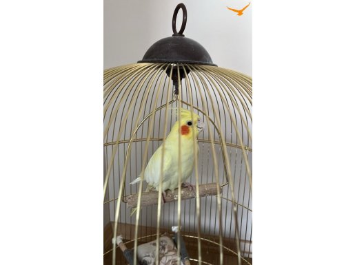 İstanbul Beylikdüzü’nün en cana yakın Papağanı