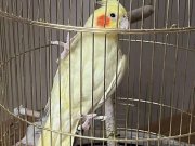 7 AYLIK ERKEK SULTAN PAPAGANI