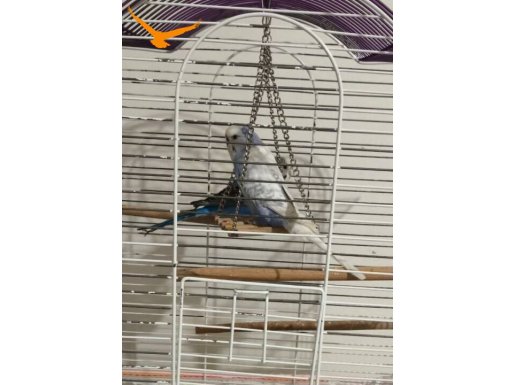 2 Adet Muhabbet Kuşu (6 Aylık -4 Aylık) Satılık 