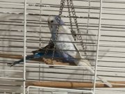 2 Adet Muhabbet Kuşu (6 Aylık -4 Aylık) Satılık 