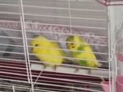 takım muhabbet kuşu