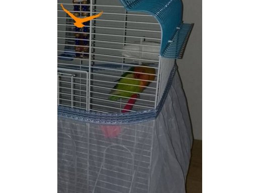 YENİ YEME DÜŞMÜŞ CENNET PAPAĞANI 