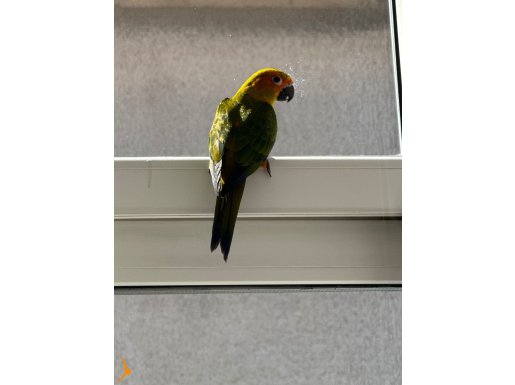 Konuşan evcil güneş konur