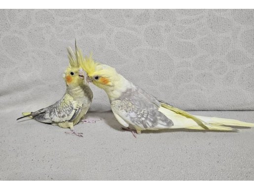 Elimle büyüttüğüm 1 aylık çift Sultanlarım