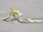 Elimle büyüttüğüm 1 aylık çift Sultanlarım