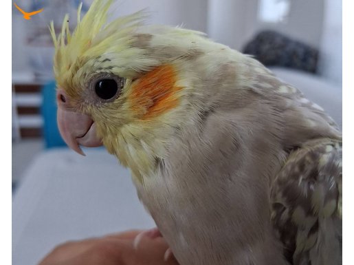 1.5 yaşında sultan papağanı dişi ele alışkın 