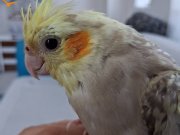 1.5 yaşında sultan papağanı dişi ele alışkın 