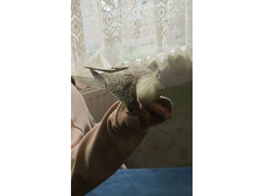 Gri sultan papağanı 3 aylık ele gelir 