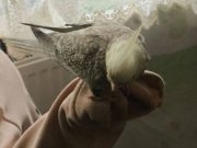 Gri sultan papağanı 3 aylık ele gelir 