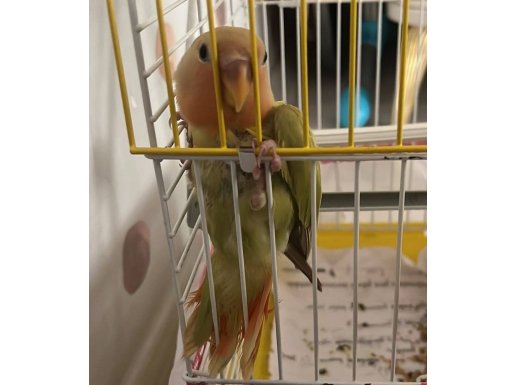 Yavru sevda papağanı 