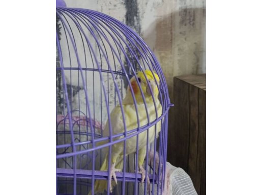 FANATİK SARİ KIRMIZI 