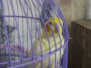 FANATİK SARİ KIRMIZI 