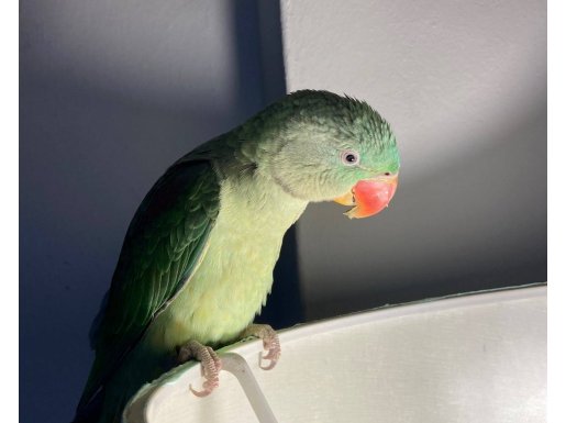 ALEXANDER/BÜYÜK İSKENDER PAPAĞANI