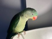 ALEXANDER/BÜYÜK İSKENDER PAPAĞANI