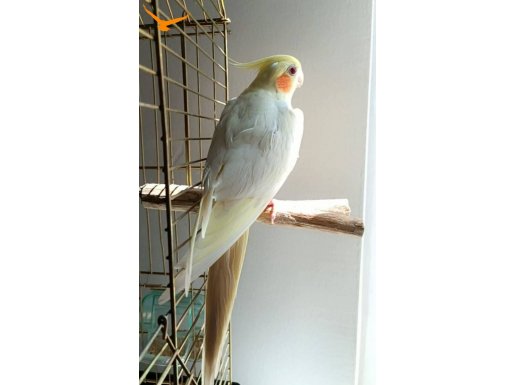 İsirmayan evcil kuş 