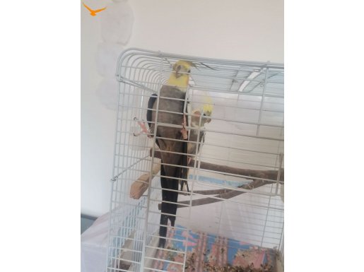 1 Yaşında Aynı Soydan Bi Çift Güzel Takım !