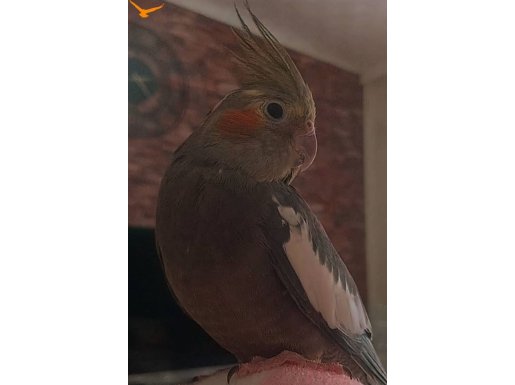 1 yaşında dişi şu an kızgınlık döneminde.