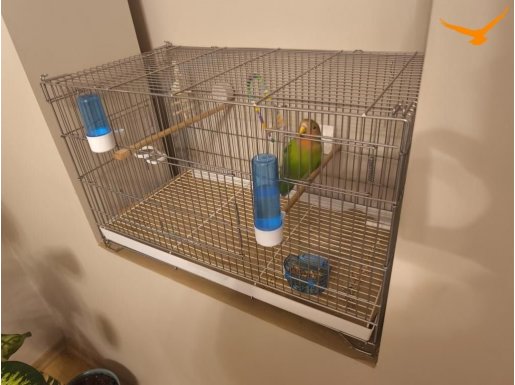 3 Aylık Dişi Sevda Papağanı