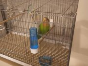 3 Aylık Dişi Sevda Papağanı