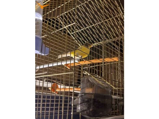 Her çeşit ötücü kanarya