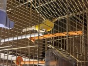 Her çeşit ötücü kanarya