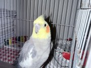 Yetişkin erkek sultan papağanı kafesle birlikte satılık