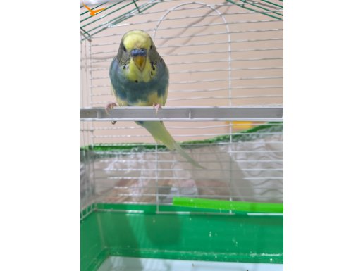 Evcil Can Dostu: Ele Alışkın Sarı Maske Erkek Muhabbet Kuşu ve Full Seti