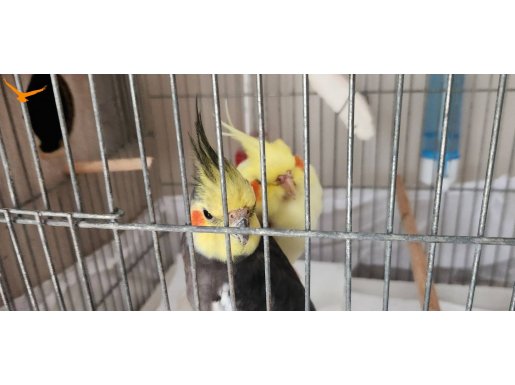 Cift kafesle birlikte verilecek