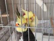 Cift kafesle birlikte verilecek